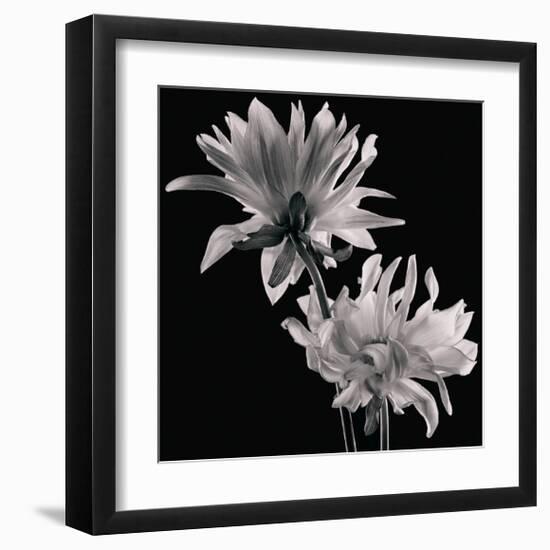 Dahlia-Michael Harrison-Framed Art Print