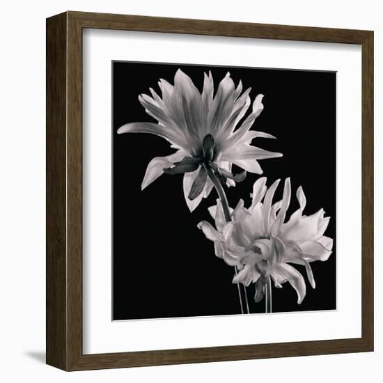 Dahlia-Michael Harrison-Framed Art Print