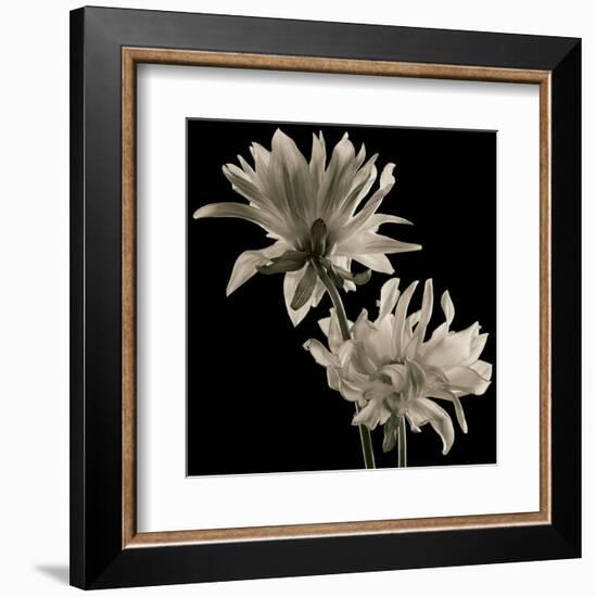 Dahlia-Michael Harrison-Framed Art Print