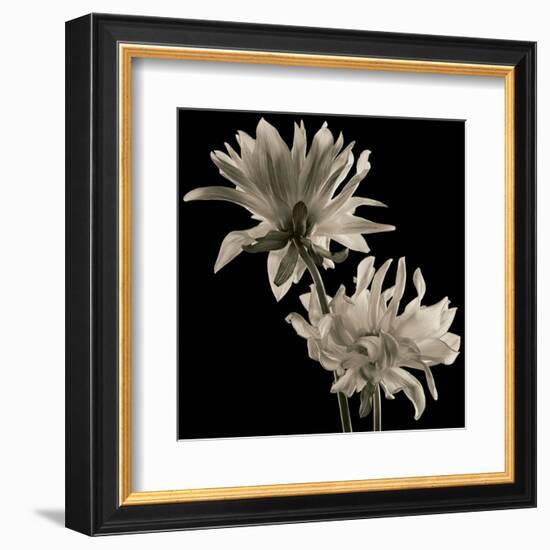 Dahlia-Michael Harrison-Framed Art Print