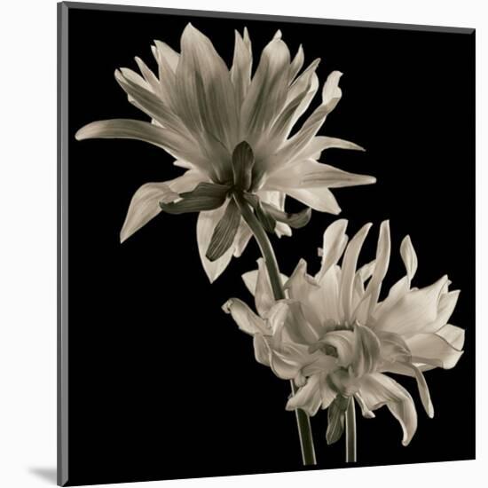 Dahlia-Michael Harrison-Mounted Art Print