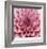 Dahlia-Ken Bremer-Framed Limited Edition