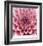 Dahlia-Ken Bremer-Framed Limited Edition