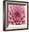 Dahlia-Ken Bremer-Framed Limited Edition