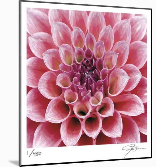 Dahlia-Ken Bremer-Mounted Limited Edition