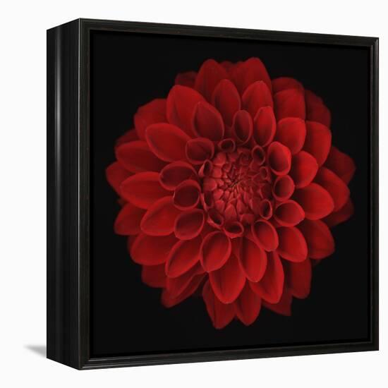 Dahlia-null-Framed Premier Image Canvas