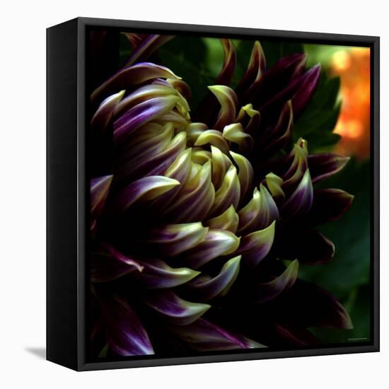 Dahlia-Katherine Sanderson-Framed Premier Image Canvas