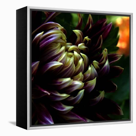 Dahlia-Katherine Sanderson-Framed Premier Image Canvas