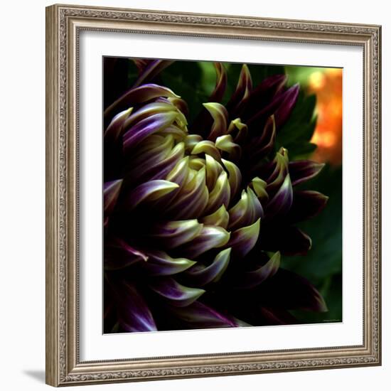 Dahlia-Katherine Sanderson-Framed Photographic Print