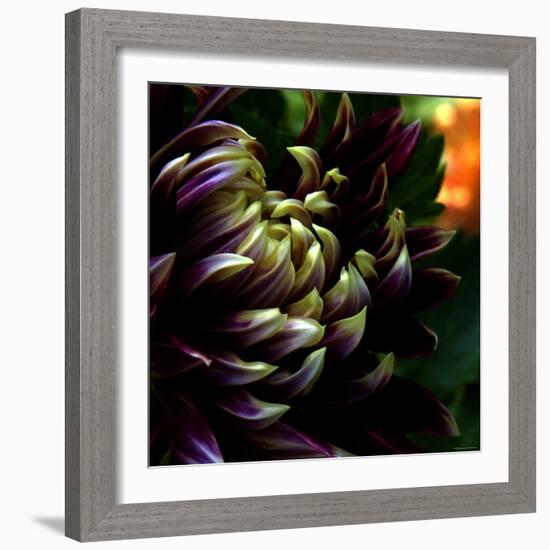 Dahlia-Katherine Sanderson-Framed Photographic Print