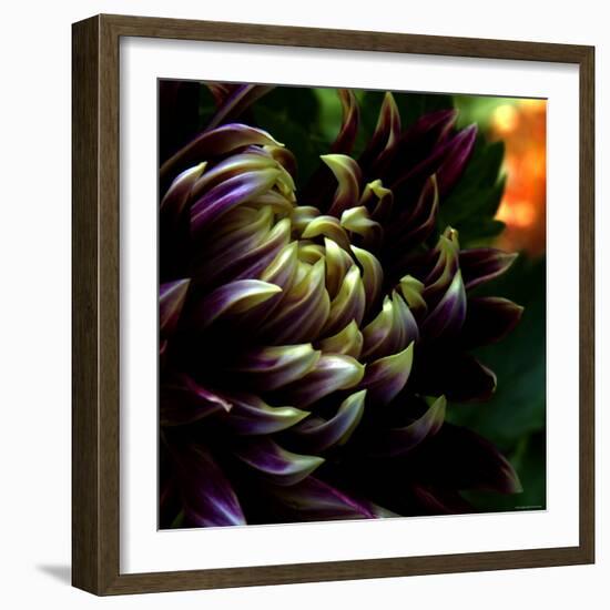 Dahlia-Katherine Sanderson-Framed Photographic Print