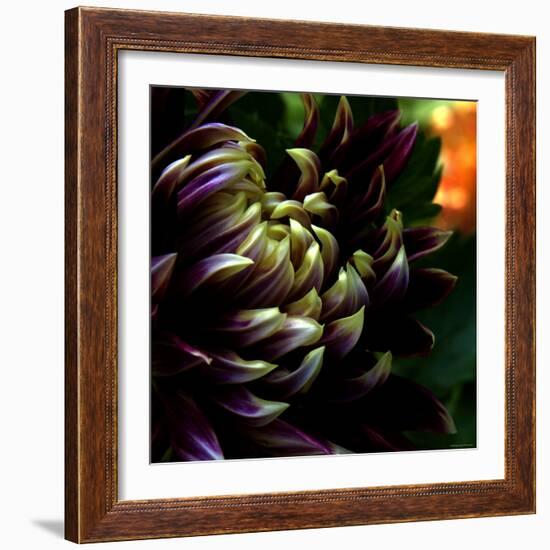 Dahlia-Katherine Sanderson-Framed Photographic Print