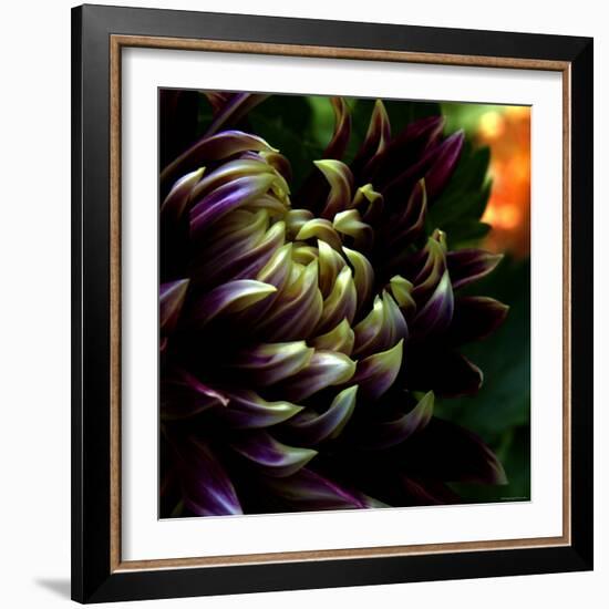 Dahlia-Katherine Sanderson-Framed Photographic Print