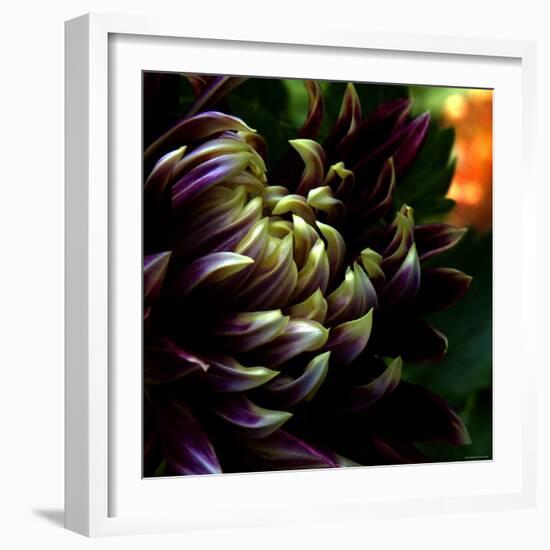 Dahlia-Katherine Sanderson-Framed Photographic Print