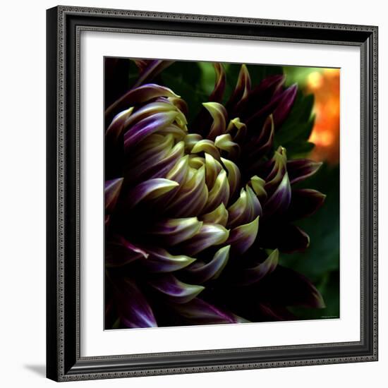 Dahlia-Katherine Sanderson-Framed Photographic Print