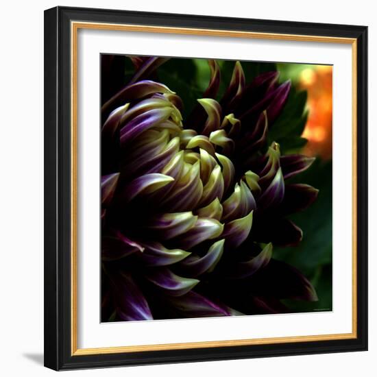 Dahlia-Katherine Sanderson-Framed Photographic Print