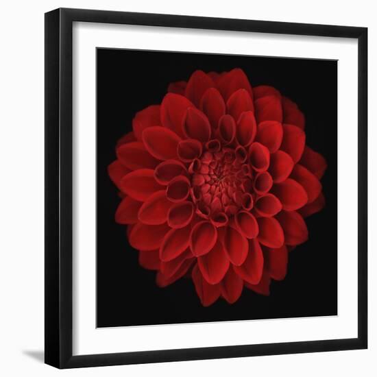 Dahlia-null-Framed Photographic Print