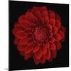 Dahlia-null-Mounted Photographic Print