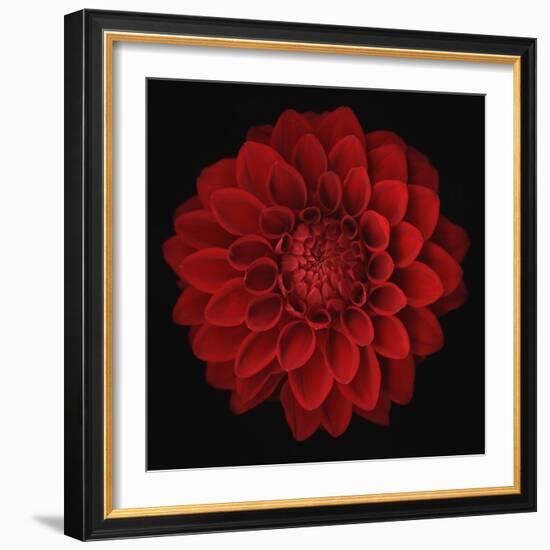 Dahlia-null-Framed Photographic Print