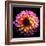 Dahlia-Ike Leahy-Framed Photographic Print