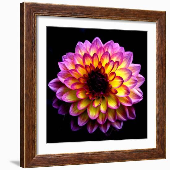 Dahlia-Ike Leahy-Framed Photographic Print