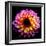 Dahlia-Ike Leahy-Framed Photographic Print