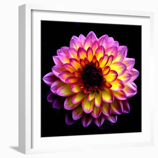 Dahlia-Ike Leahy-Framed Photographic Print