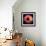 Dahlia-Ike Leahy-Framed Photographic Print displayed on a wall