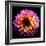 Dahlia-Ike Leahy-Framed Photographic Print