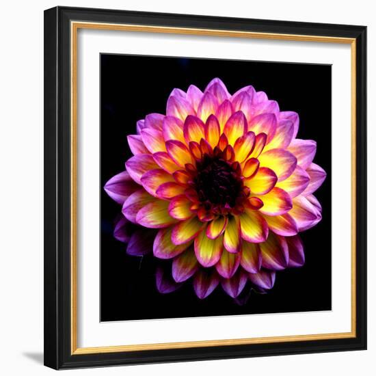 Dahlia-Ike Leahy-Framed Photographic Print