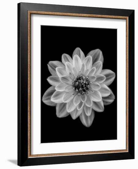 Dahlia-Lotte Grønkjær-Framed Photographic Print