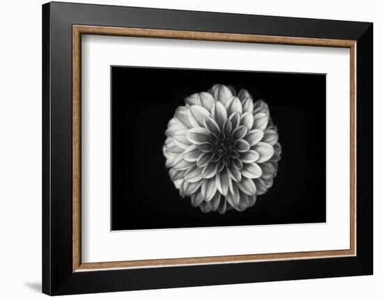 Dahlia-Lotte Grønkjær-Framed Photographic Print