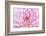 Dahlia.-Alan Majchrowicz-Framed Photographic Print