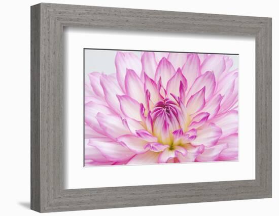 Dahlia.-Alan Majchrowicz-Framed Photographic Print