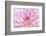 Dahlia.-Alan Majchrowicz-Framed Photographic Print