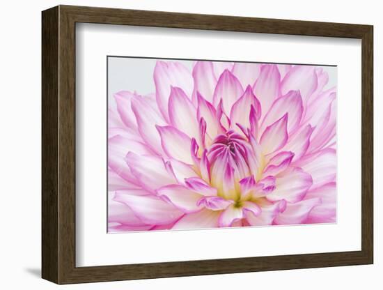 Dahlia.-Alan Majchrowicz-Framed Photographic Print