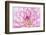 Dahlia.-Alan Majchrowicz-Framed Photographic Print