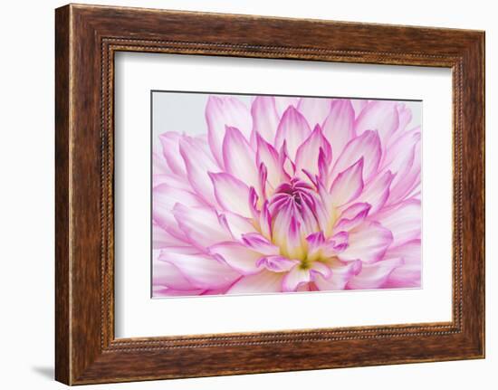 Dahlia.-Alan Majchrowicz-Framed Photographic Print