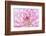 Dahlia.-Alan Majchrowicz-Framed Photographic Print