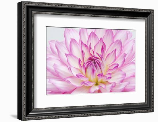 Dahlia.-Alan Majchrowicz-Framed Photographic Print