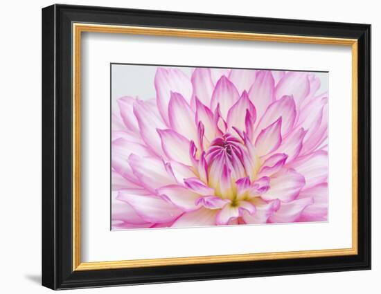 Dahlia.-Alan Majchrowicz-Framed Photographic Print