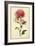 Dahlia-Vintage Lavoie-Framed Giclee Print