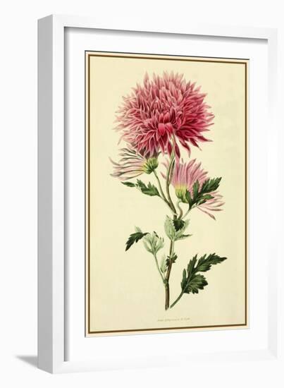 Dahlia-Vintage Lavoie-Framed Giclee Print