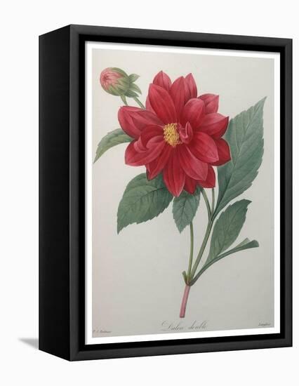 Dahlia-Pierre-Joseph Redoute-Framed Stretched Canvas