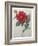 Dahlia-Pierre-Joseph Redoute-Framed Art Print