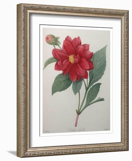 Dahlia-Pierre-Joseph Redoute-Framed Art Print