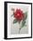 Dahlia-Pierre-Joseph Redoute-Framed Art Print