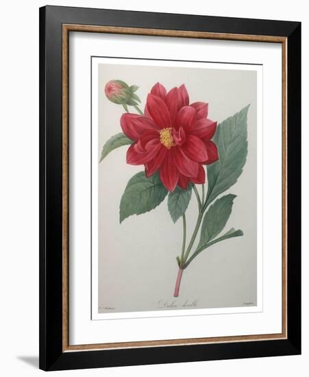 Dahlia-Pierre-Joseph Redoute-Framed Art Print