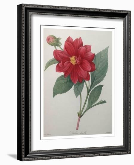 Dahlia-Pierre-Joseph Redoute-Framed Art Print