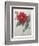 Dahlia-Pierre-Joseph Redoute-Framed Premium Giclee Print